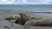 A group of walrus