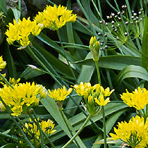 Allium moly