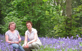 Bluebells
