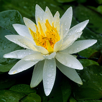 Water lily