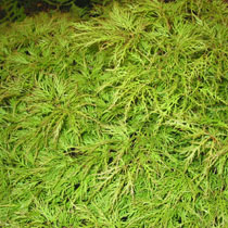 Acer palmatum dissectum 'Green Globe'