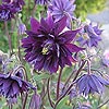 Aquilegia 'Black Barlow'