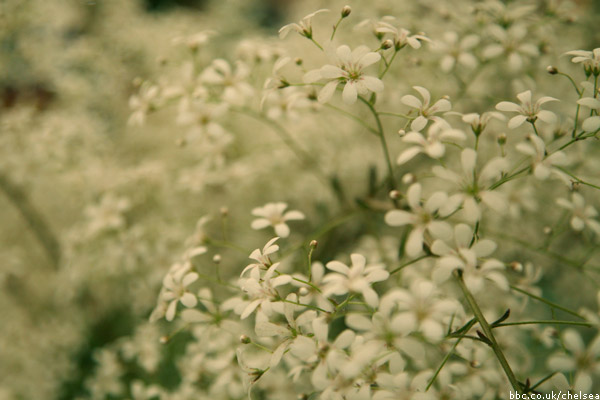 Chelsea Flower Show 2011