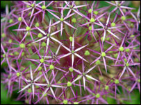 An allium