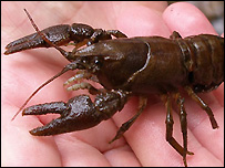 White-clawed crayfish