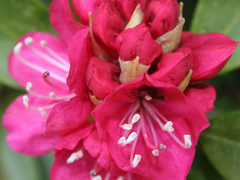 Rhododendron