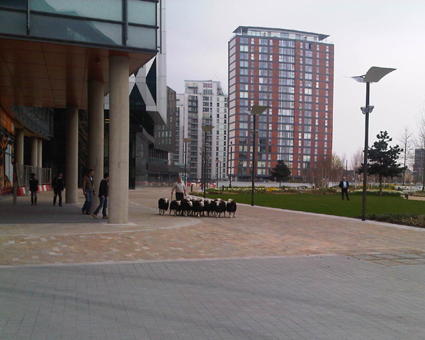 Sheep at MediaCity
