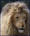 Reproduction of Aslan the lion from 'The Chronicles of Narnia'