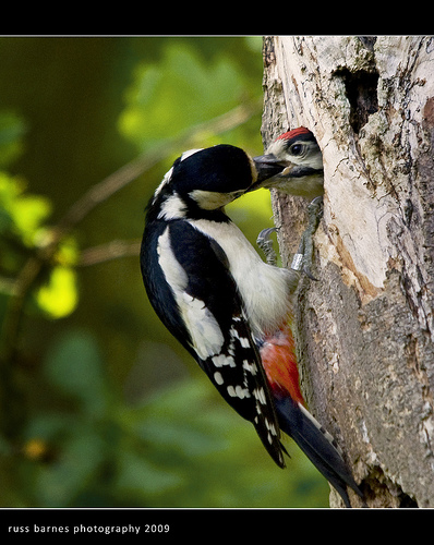 Great Spotted Woodpecker & Chick