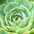 Echeveria'