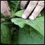 Planta de tabaco