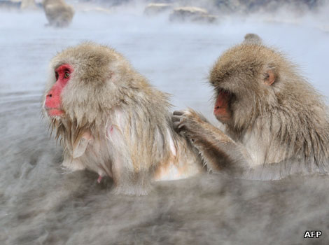 A macaque monkey scratches another's back in a hot spring in Japan.