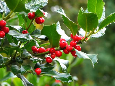 A dew covered holly bush with bright red berries in a garden