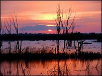 Shapwick Heath (Lynne Newton)