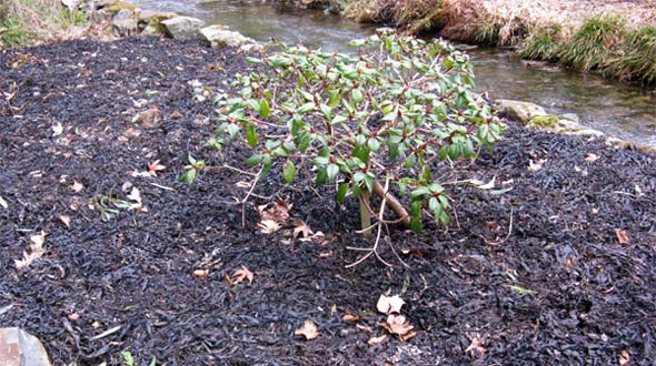 seaweed mulch
