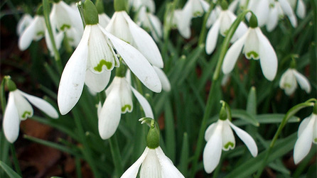 snowdrops.jpg