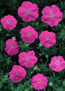 Bloody cranesbill Geranium