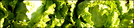 Lettuce