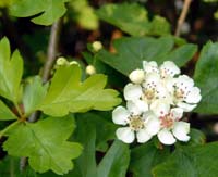 Hawthorn Blossom