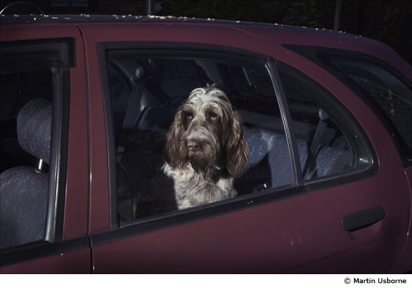 Dogs by Martin Usborne