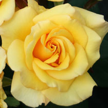 Rosa 'You are my Sunshine'