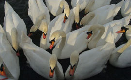 Swans