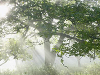 Sunlight streaming through woodland