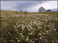 Sea campion