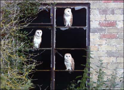 Three wise owls