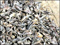 Peixe do Lago Chade