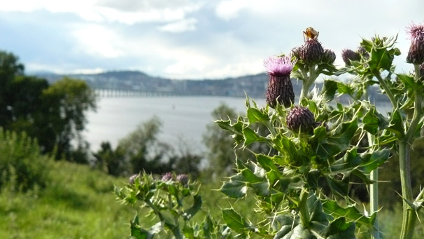 Tay Bridge with thistle in foreground