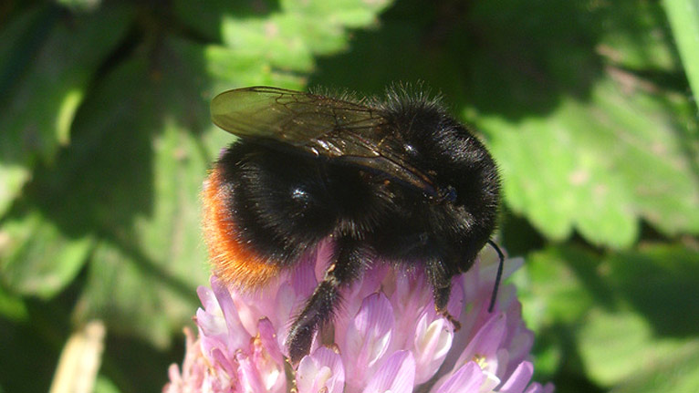 A red tailed bumblebee by Joysaphine in Pembroke Dock