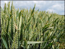 A field of wheat