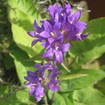 Campanula glomerata 'Superba'