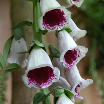 Digitalis 'Pam's Choice'