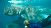 Philippe snorkeling with sperm whales