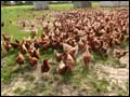 Happy Hens