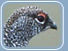 Ptarmigan