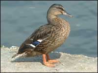 Duck