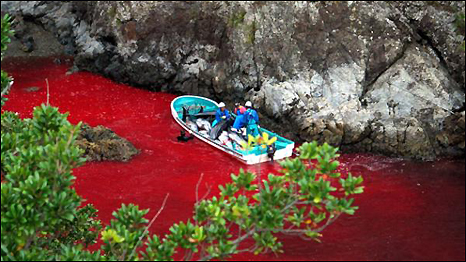 The dolphin slaughter in Taiji, Japan