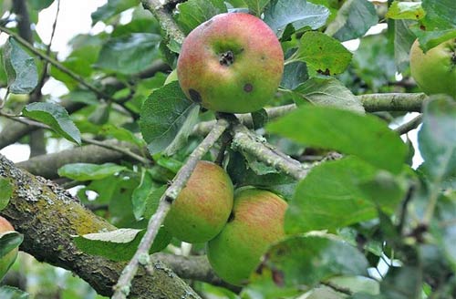 apple tree no. 4