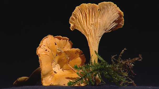Chanterelle