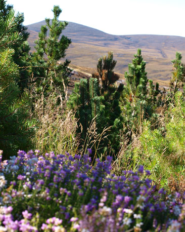 Heather on hillside (courtesy of Calum Ross)