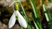 Galanthus nivalis 'Melvillei'