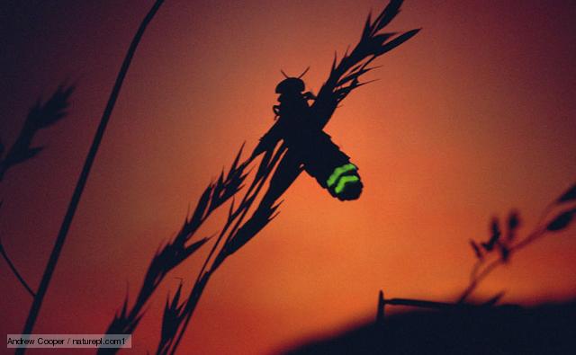 Common glow worm (image: Andrew Cooper / NPL)
