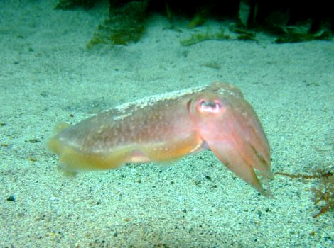 A Cornish Cuttlefish