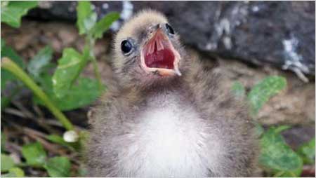 Young tern c/o Elizabeth Bigg