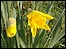 Daffodils
