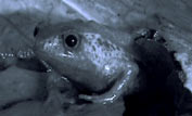 marsupial frog