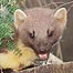 Pine Marten (Image: Paul Glendell)